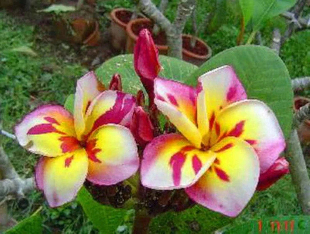 Plumeria Seeds 5 Pack - Pink White Yellow Frangipani - Perennial Plants - Plumeria spp. - Tropical Flowering Garden Seeds