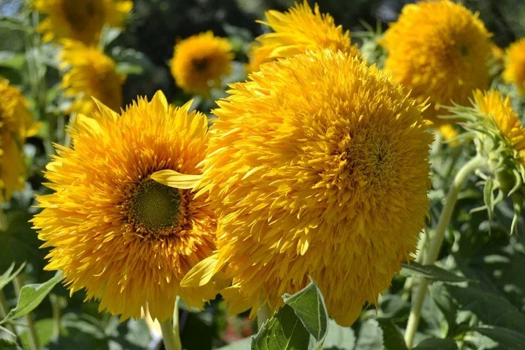 Teddy Bear Sunflower Seeds Pack of 50 - Helianthus annuus - Non-GMO, Yellow Blooms, Easy to Grow, Attracts Pollinators