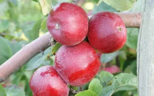 Liberty Apple Seeds - 25+ Pack for Garden Planting - Malus domestica - Non-GMO, USA Grown, Easy to Grow, Juicy Apples