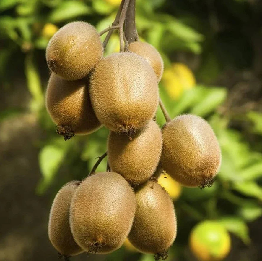 Set of 2 Hardy Kiwi Plants - 4-6 Inch Rooted - Actinidia arguta - Edible Garden Starter Plants for Home Gardening