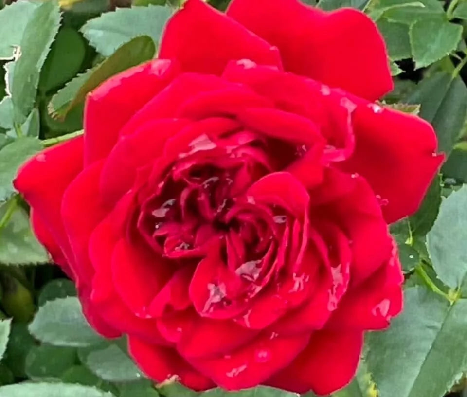 True Love Rose Cuttings - 6 Everblooming Flower Plant Cuttings (Rosa spp.) - Pink Shrub Bush for Garden Propagation