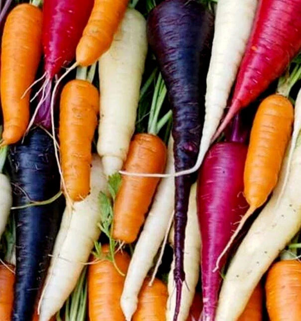 Rainbow Carrot Seeds Mix - 1000+ Seeds, Purple Orange White Yellow Red - Daucus carota for Vegetable Garden
