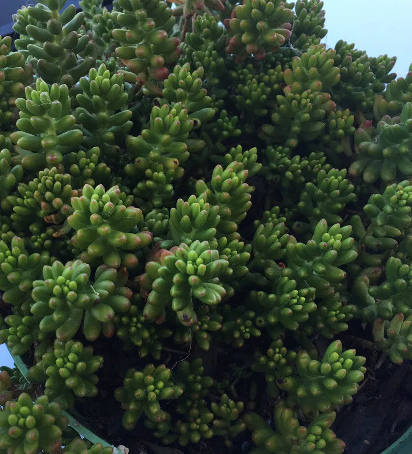 Hardy Christmas Jelly Bean Plant Cuttings - 10 Pieces - Sedum rubrotinctum - Unique Succulent for Indoor/Outdoor Gardens