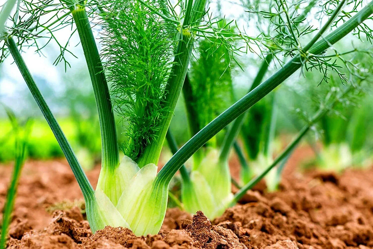 Fennel Seeds for Planting - 100 Count Preludio Bulbs - Foeniculum vulgare - Aromatic Culinary Herb