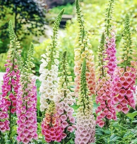 Digitalis Foxglove Mixed Seeds 2000+ Count | Perennial Flower Seeds | Digitalis purpurea | USA Seller