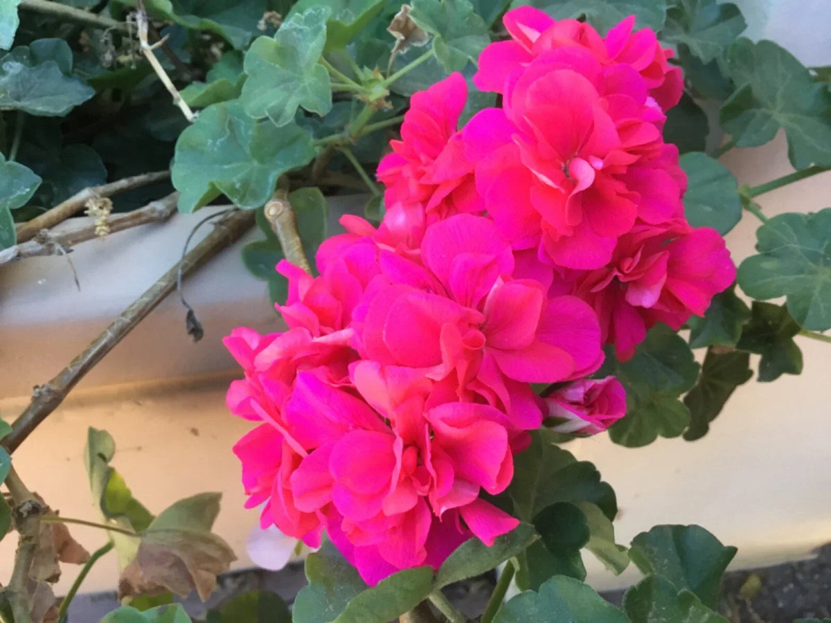 Ivy Geranium Cuttings 6 Pack Salmon Pink Double Pelargonium peltatum - Vibrant Trailing Flowers for Garden Decor