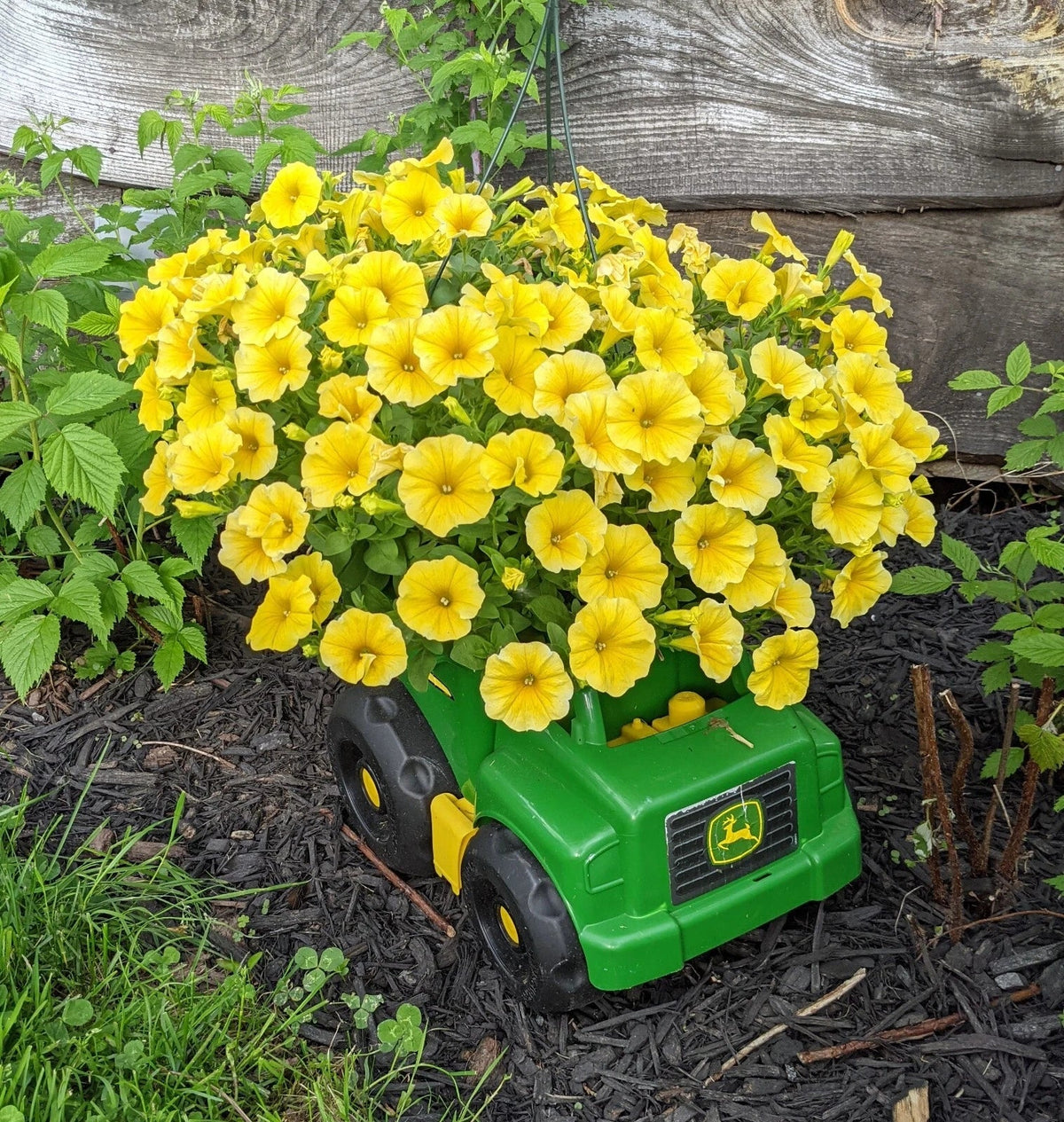 Petchoa Plant Plugs - 10 Baby Plants - Caliburst Yellow - Petchoa hybrida - Cold-Hardy Annual for Garden & Containers