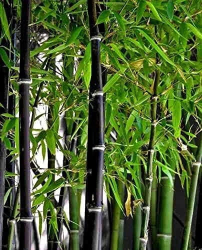 Rare Black Bamboo Seeds - 100 Count - Phyllostachys nigra - Unique Dark Stems for Exotic Gardens
