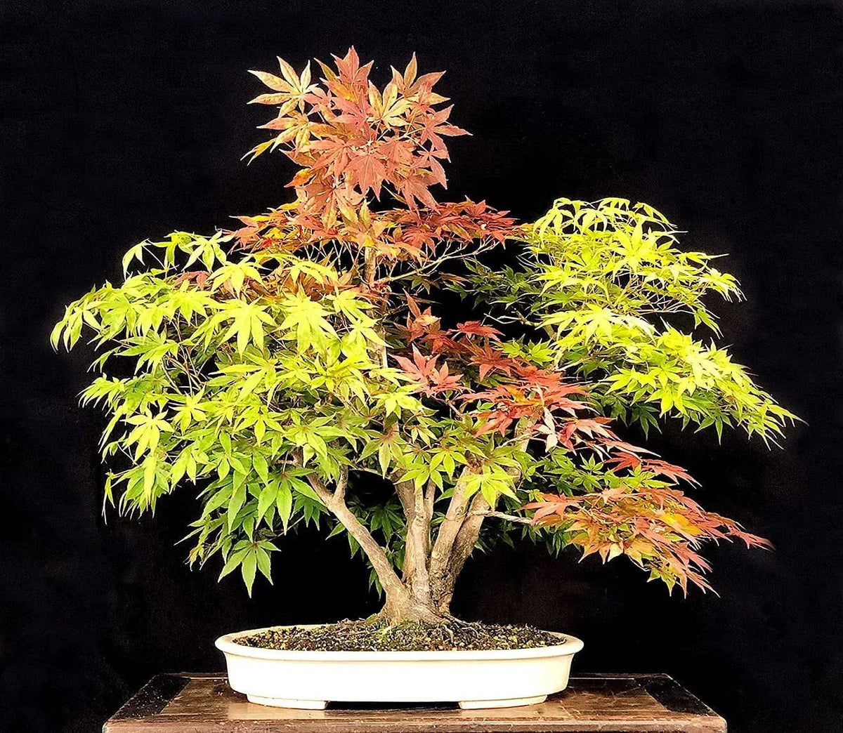 Bonsai Tree Seeds, 20+ Trident Maple Seeds (Acer buergerianum), Ideal for Bonsai Cultivation, Vibrant Autumn Colors