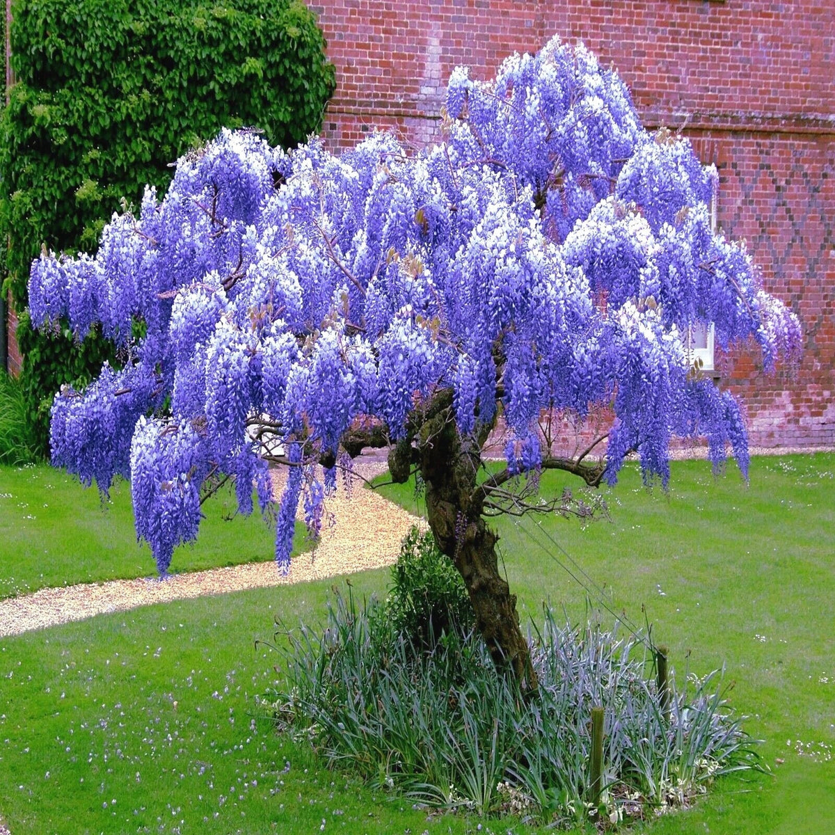 Chinese Blue Wisteria Seeds - 10 Pack - Hardy Flowering Vine - Wisteria sinensis - Perfect for Bonsai & Garden Planting