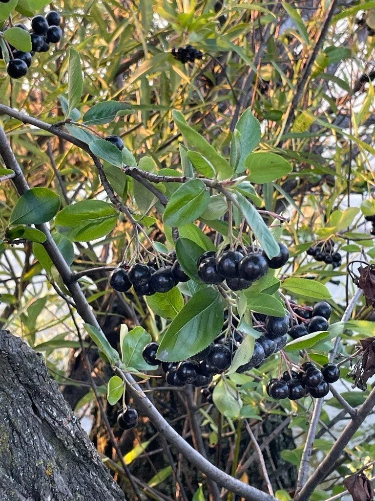 Black Chokeberry Seeds - Aronia melanocarpa - Premium Quality - Choose Your Quantity for Planting - Antioxidant-Rich Berries