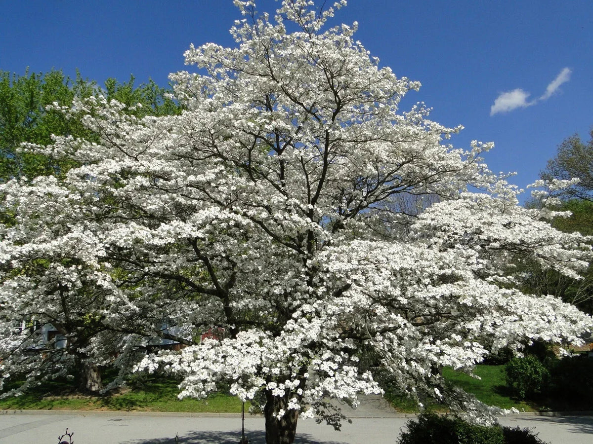 Flowering Dogwood Tree Live Plants Set of 2, 12-18 Inches, Cornus florida, Bare Root for Zones 5-9