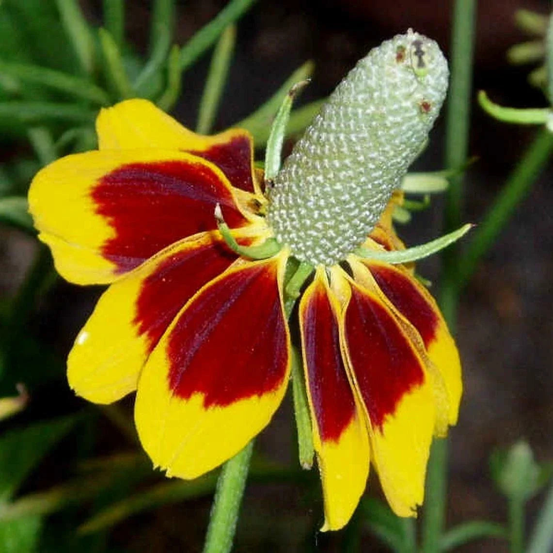 Mexican Hat Flower Seeds - 200+ Ratibida Perennial Coneflower, Bright Yellow & Red Blooms, Attracts Pollinators