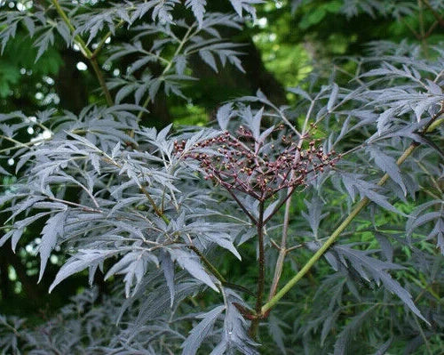 Black Lace Elderberry Seeds - 25 Count - Sambucus nigra - Ornamental Black-Purple Foliage for Garden & Landscape