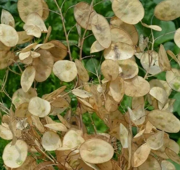 Money Plant Seeds 50+ Pack - Lunaria Biennis - Biennial Flower for Garden - Attracts Pollinators - Silver Dollar Flowers