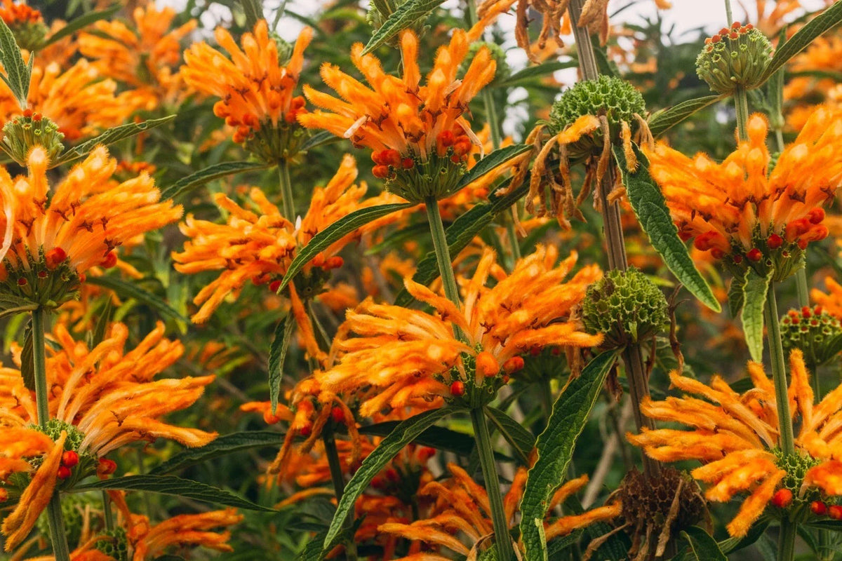 Lion's Tail Seeds - 100 Pack - Leonotis leonurus - Orange Tubular Flowers - Drought-Tolerant Pollinator Plant