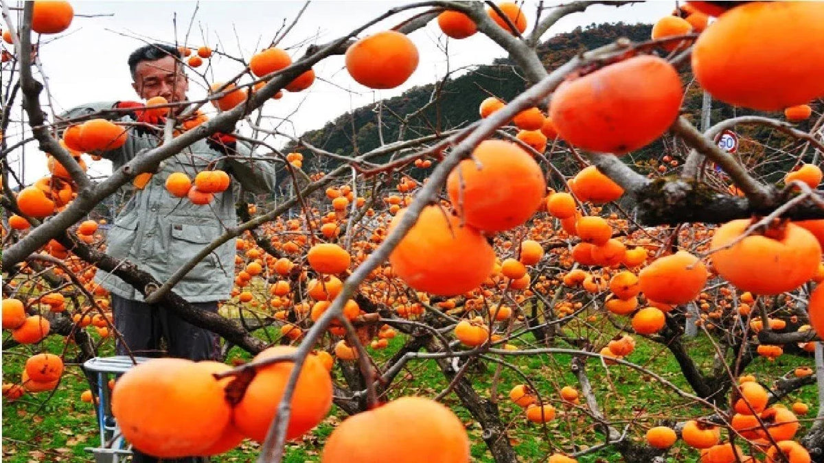 Japanese Persimmon Tree Seeds - 10 Seeds - Diospyros kaki - Edible Fruit - Easy to Grow - Self-Pollinating Variety