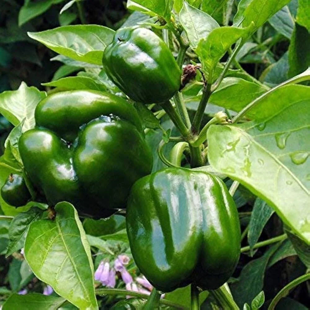 Emerald Giant Sweet Bell Pepper Seeds, NON-GMO Heirloom, Capsicum annuum, Ideal for Stuffed Peppers, Home Garden Seeds