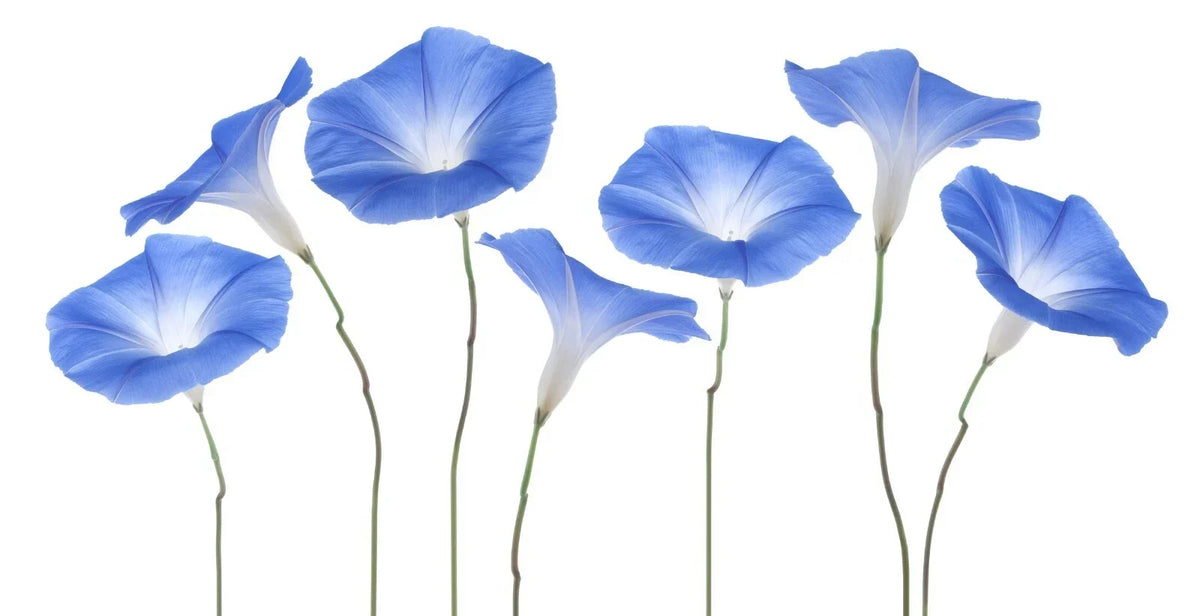 Exotic Morning Glory Flowering Vine Seeds - 50 Seeds - Colorful Climbing Plant - Ipomoea spp. for Gardens and Trellises