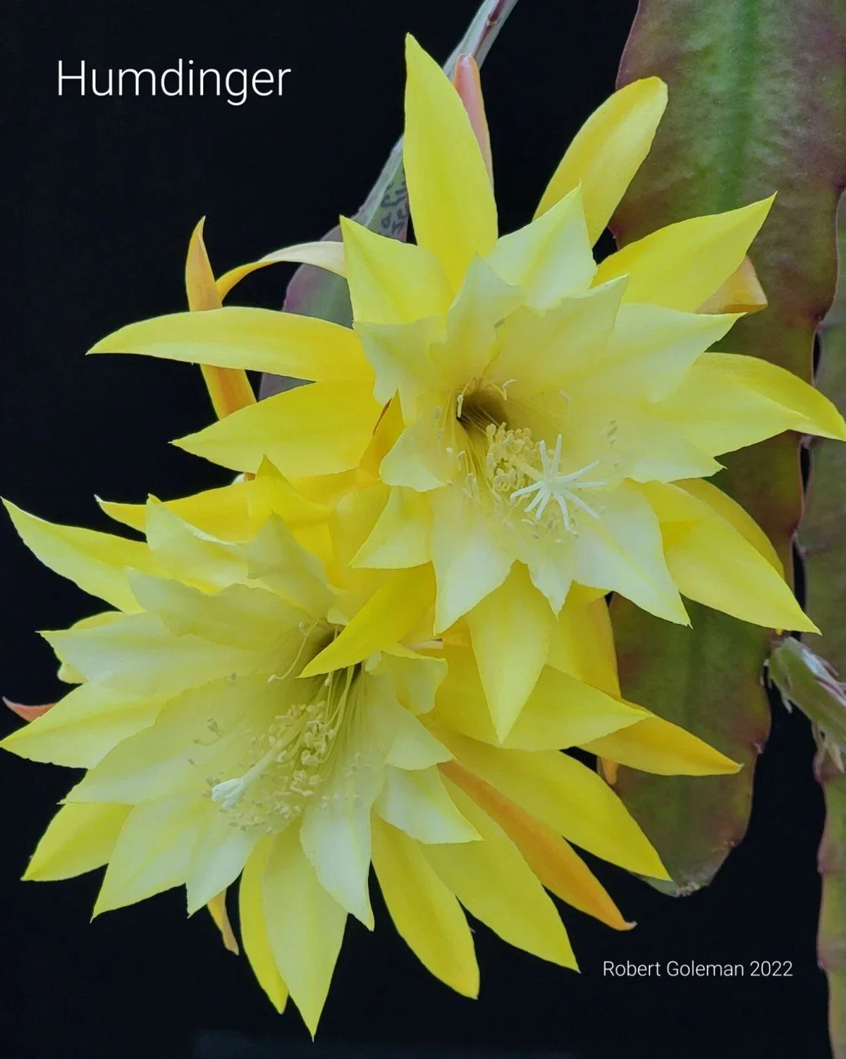 Unrooted Cutting - Epiphyllum 'Hum Dinger' - Rare Orchid Cactus - Exotic Houseplant Succulent - Perfect for Propagation