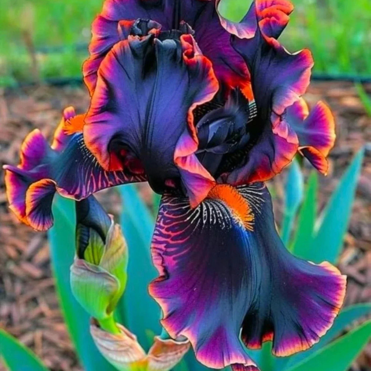 Black & Flame Iris Seeds - 35 Count - Multicolor Blooms - Iris germanica - Perennial Flower Seeds for Garden