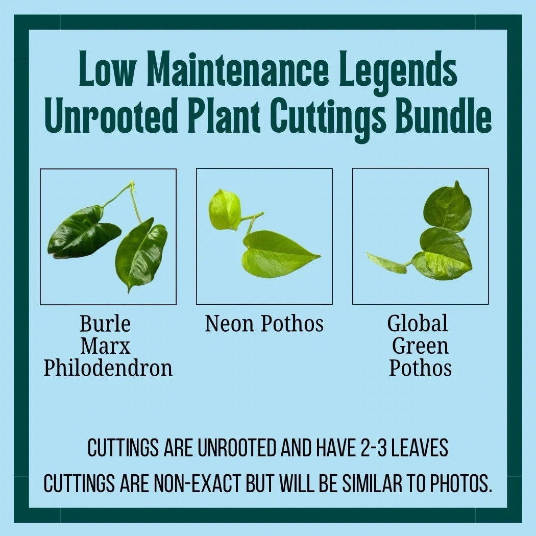 Unrooted Plant Cuttings 3 Pack - Burle Marx Philodendron, Neon Pothos, Marble Queen - Indoor Houseplants - Philodendron, Epipremnum