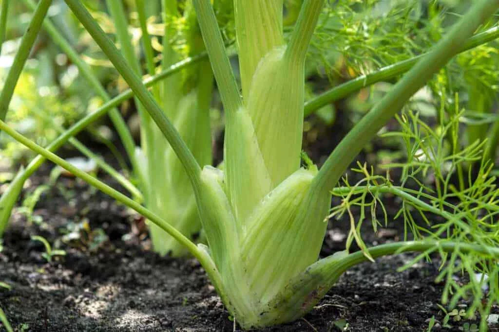 Florence Fennel Seeds, Non-GMO, Anise Aroma, Finocchio Variety, Foeniculum vulgare var. dulce, Herb Garden Seed