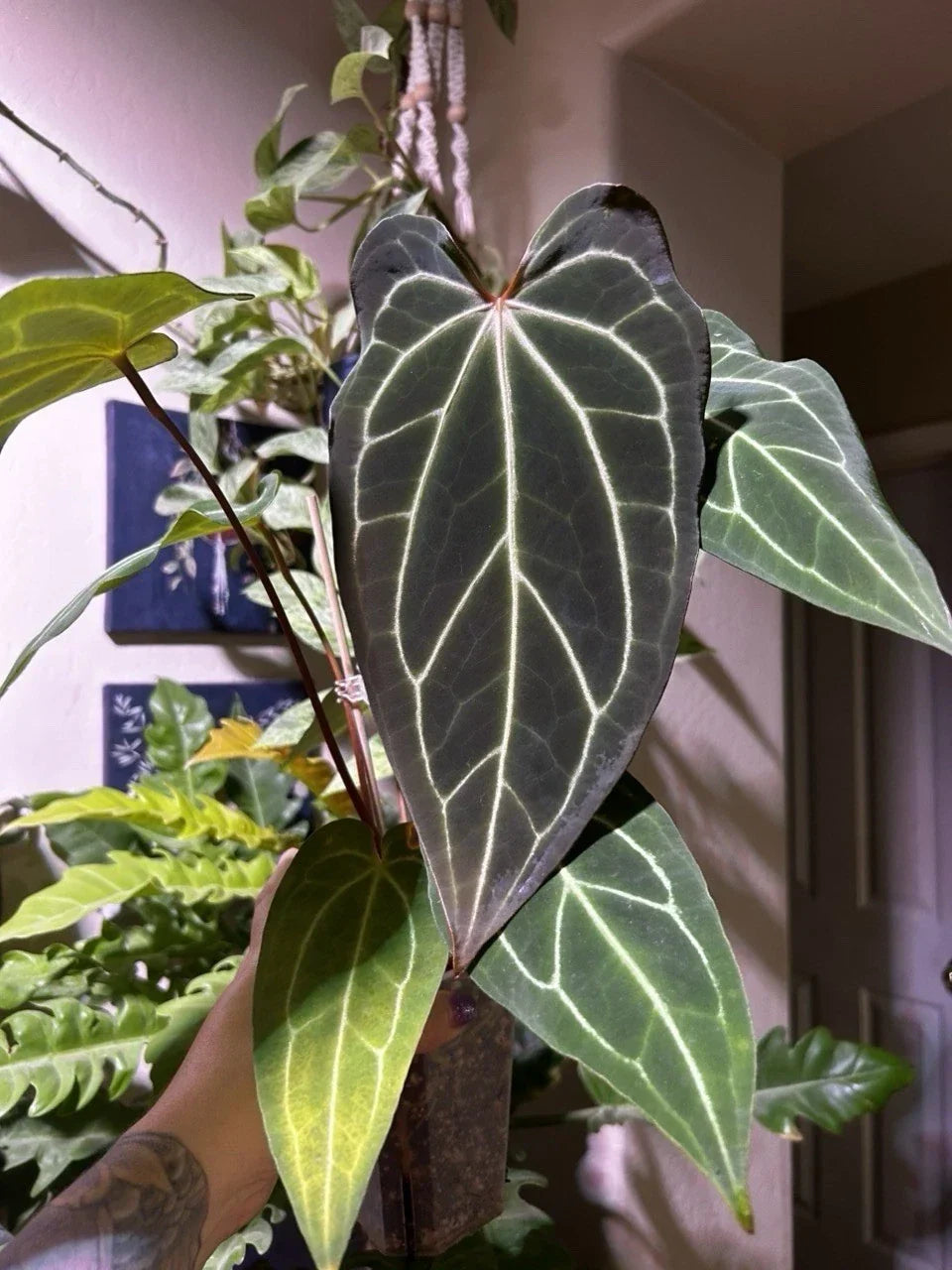 Anthurium Bottom Cutting - Dark Mama X AOS X Stripey Mag - Anthurium andraeanum - Tropical Houseplant for Propagation