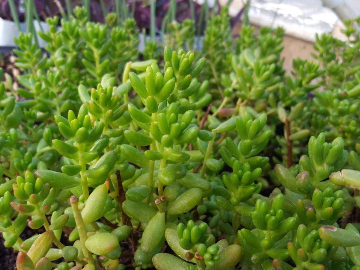 25 Assorted Succulent Leaf Cuttings for Rooting - Ideal for Propagation - Echeveria, Sedum, Graptopetalum Variety Mix