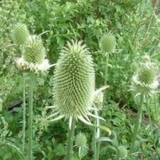 Teasel Cuttings, Dried Floral Arrangements, Natural Decor, Dipsacus Sativus Craft Supplies, Rustic Texture for Crafts