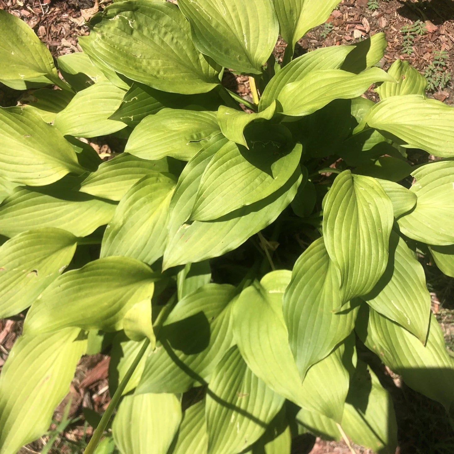 Golden Tiara Hosta Plant - Bare Root Live Perennial with Purple Flowers - Hosta 'Golden Tiara' - Shade Garden Favorite