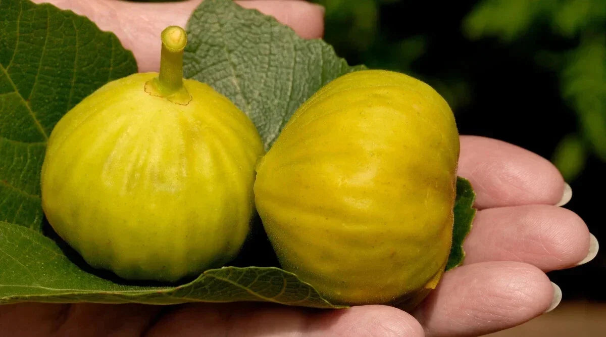 Smith Fig Seeds - 100+ Count - Ficus carica 'Smith' - Non-GMO for Home Gardening and Orchards - Sweet Green to Yellow Figs