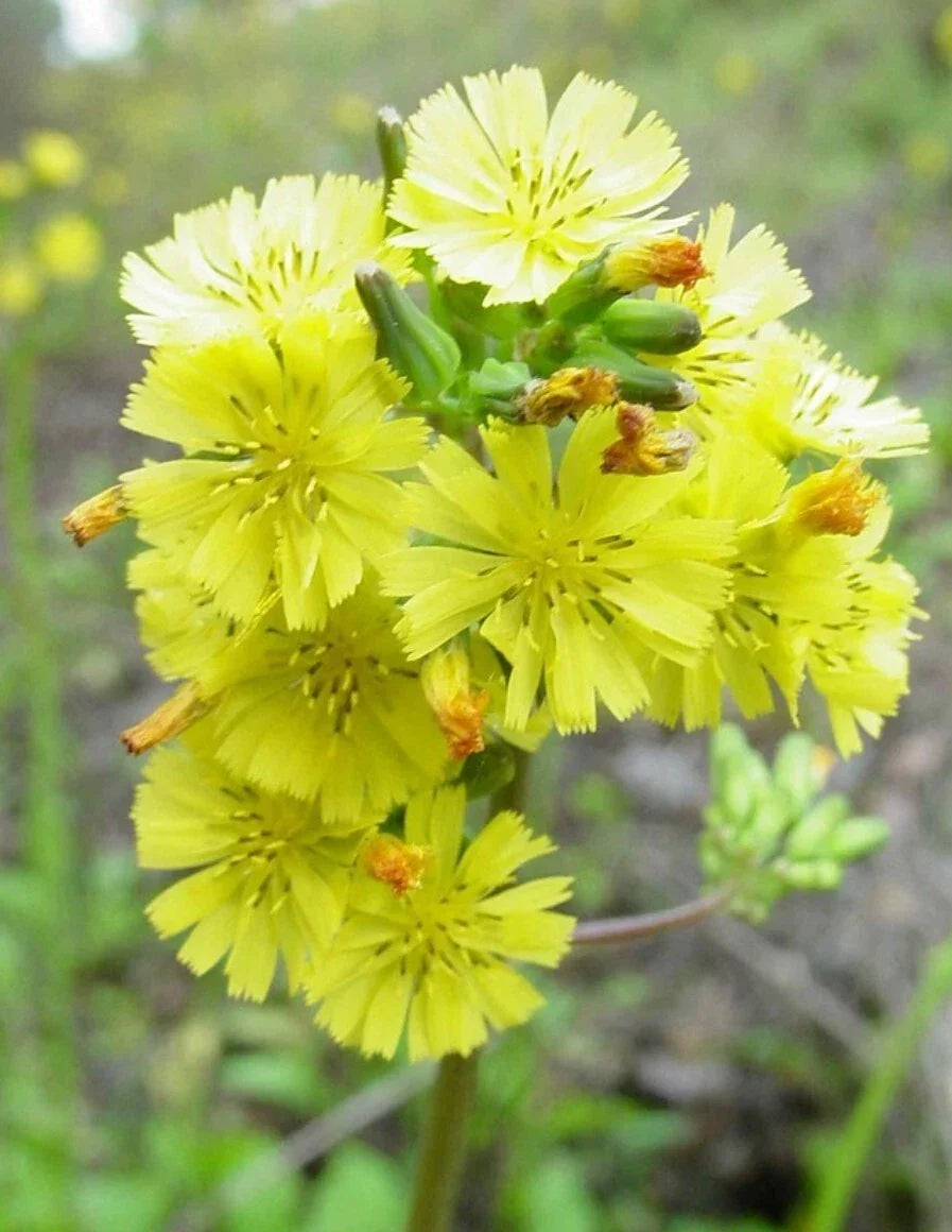 Asiatic Hawksbeard Seeds - 100 Organic Youngia Japonica - Medicinal Herb - USA Grown - Non-GMO - Easy to Grow