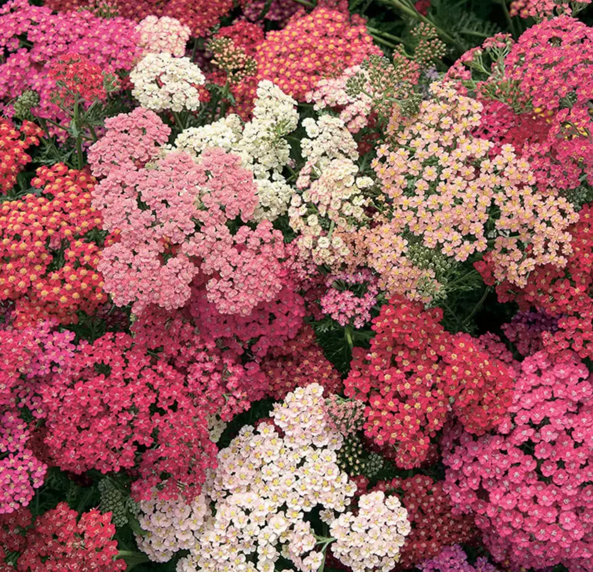 Yarrow Starter Plants Plugs 4-Pack, "Summer Berries" Achillea millefolium, Hardy Perennial, Attracts Pollinators