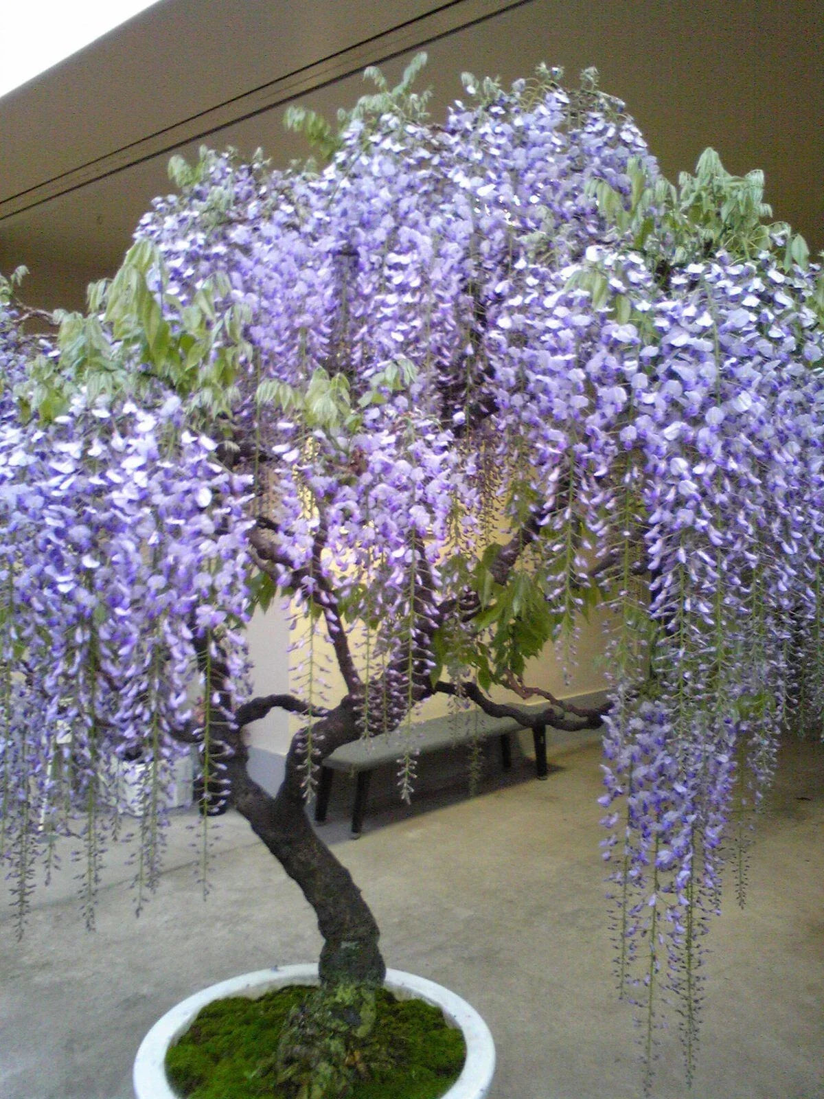 Chinese Wisteria Seeds - Pack of 10 - Fast Growing Flowering Vine - Wisteria sinensis - Cold Hardy for Bonsai Collections