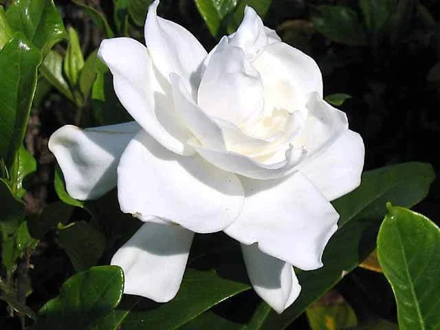 Heirloom Gardenia Bush - 6" White Flowering Cape Jasmine Shrub - Live Rooted Plant (Gardenia jasminoides) - Fragrant Evergreen