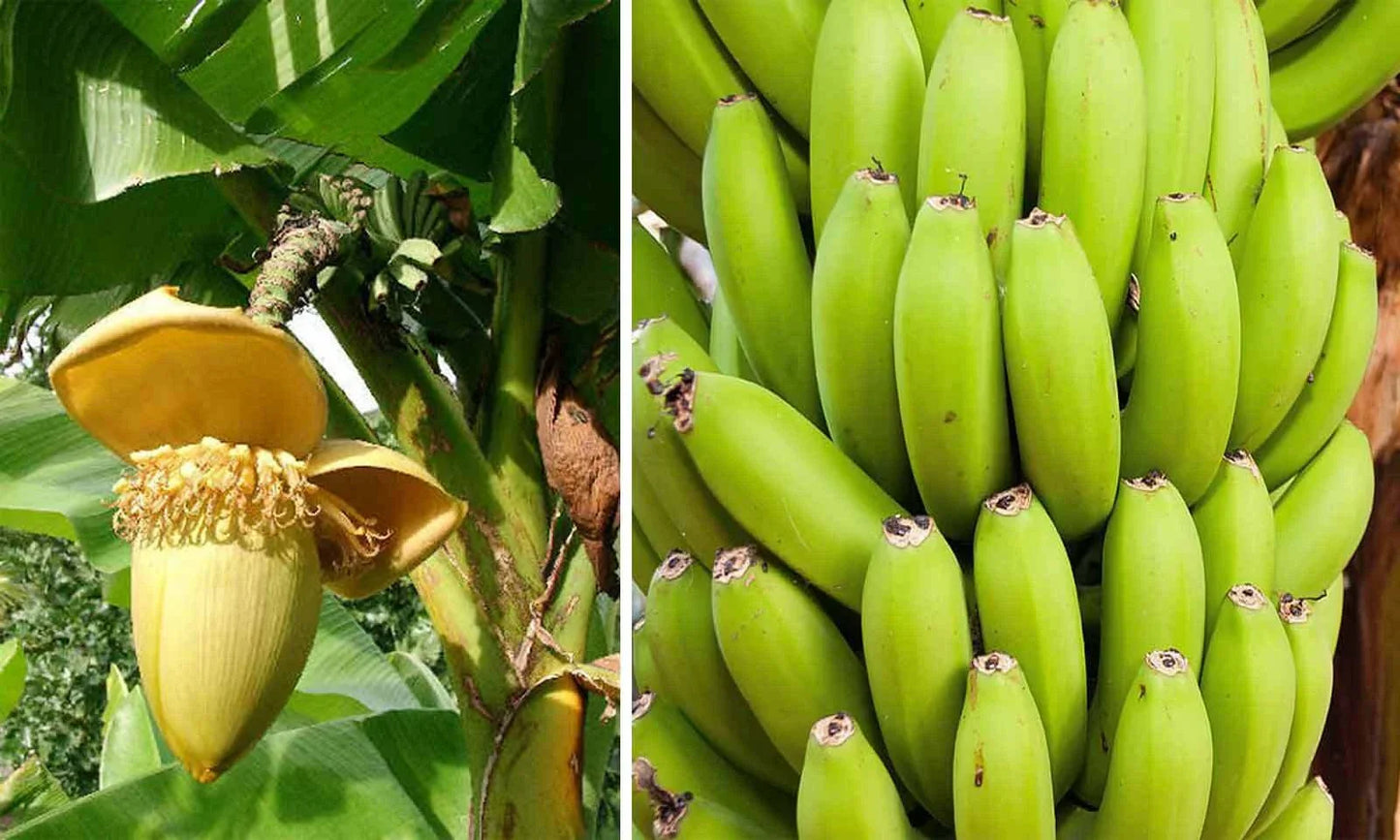 Cold Hardy Banana Tree Starter Plant - Small Rooted Musa basjoo - Tropical Indoor/Outdoor Variety - Easy to Grow