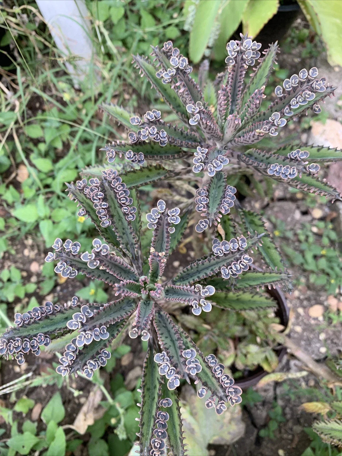 Mother of Millions Succulent Cuttings - 10+ Kalanchoe Daigremontiana Plantlets for Indoor/Outdoor Garden Decor