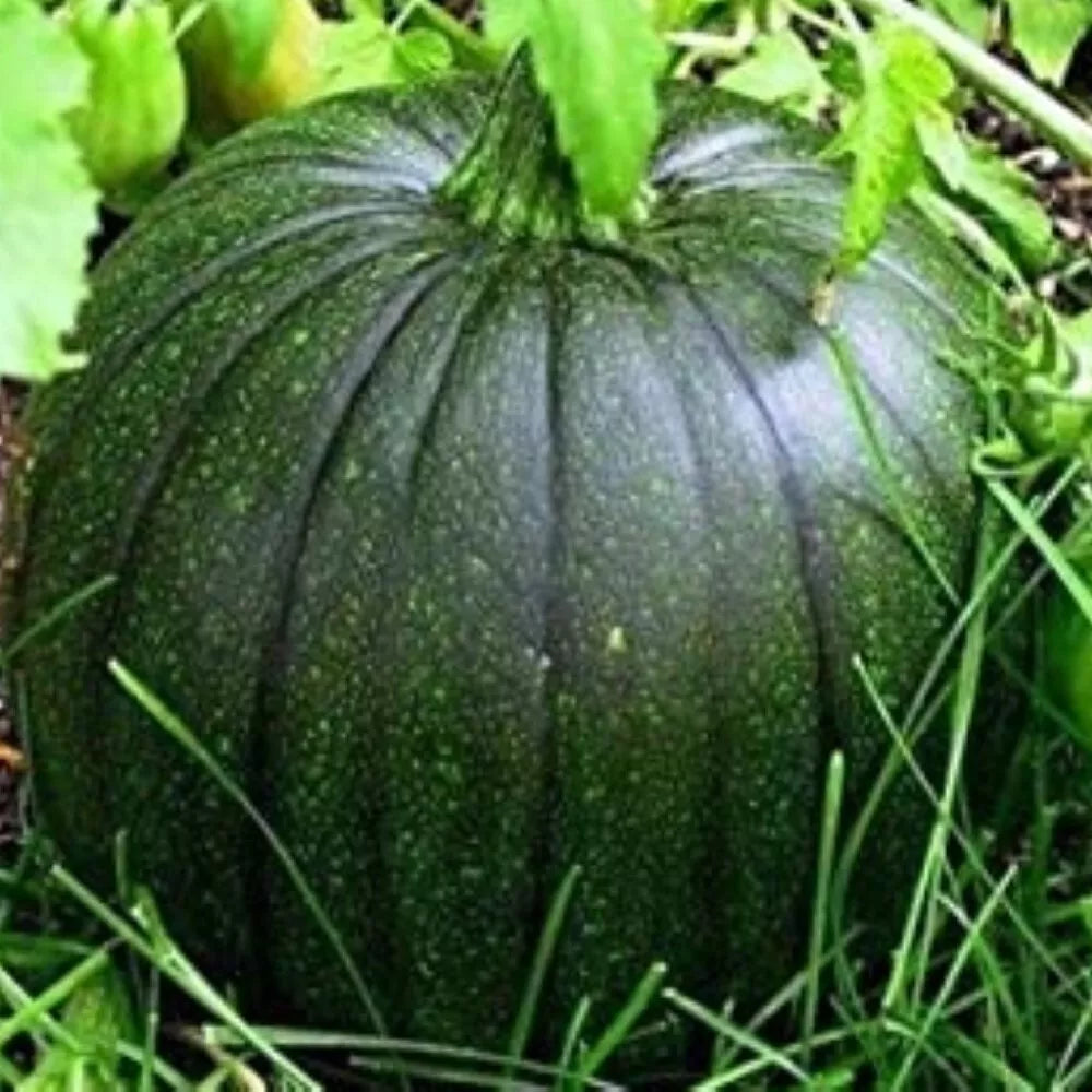 Italian Squash Seeds - Non-GMO Zucca De Lungo Verde - Heirloom Variety - Cucurbita pepo - Fresh Garden Seeds