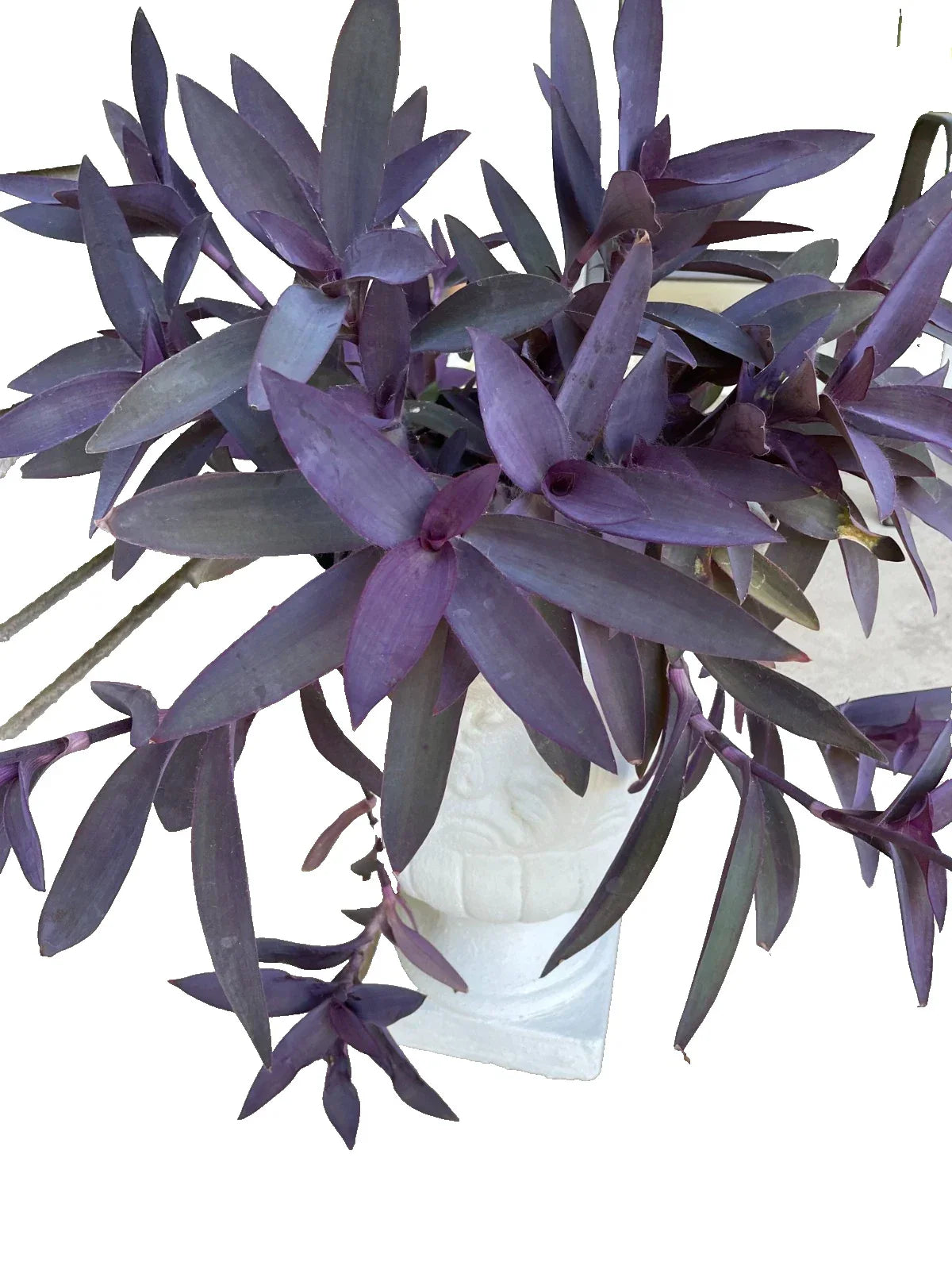 15 Live Purple Heart Cuttings - Tradescantia Pallida Purpurea - Easy Propagation for Indoor/Outdoor Gardening