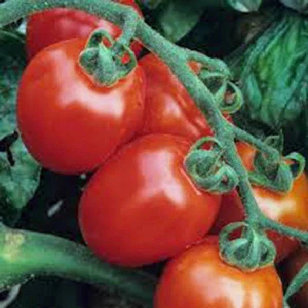 Italian Roma Tomato Seeds - 500 Non-GMO Heirloom Seeds, Solanum lycopersicum, Perfect for Home Gardening and Cooking