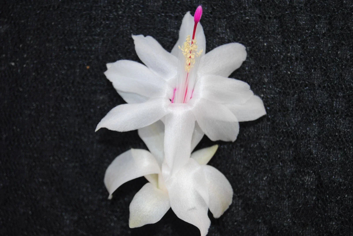 Christmas Cactus Starter Plant - Small White Knight Variety - Schlumbergera truncata - Well-Rotted Healthy Plant
