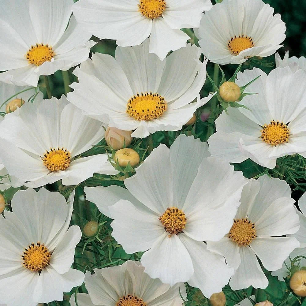 Cosmos Seeds 100 Ct White Flower Seeds - Cosmos bipinnatus - Attracts Butterflies, Easy to Grow, Non-GMO