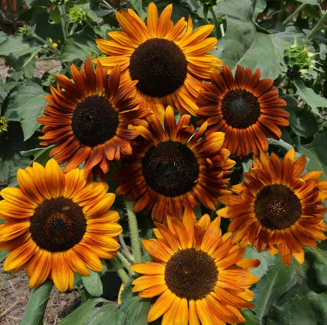 Sunflower Seeds - Earthwalker Tall Sunset Shades - Helianthus annuus - Non-GMO Garden Flowers for Pollinators