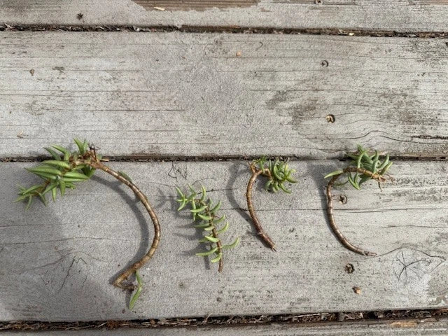 Pine Tree Succulent Cuttings 4-Pack - Crassula perfoliata var. falcata - Ideal for Indoor Gardening & Propagation