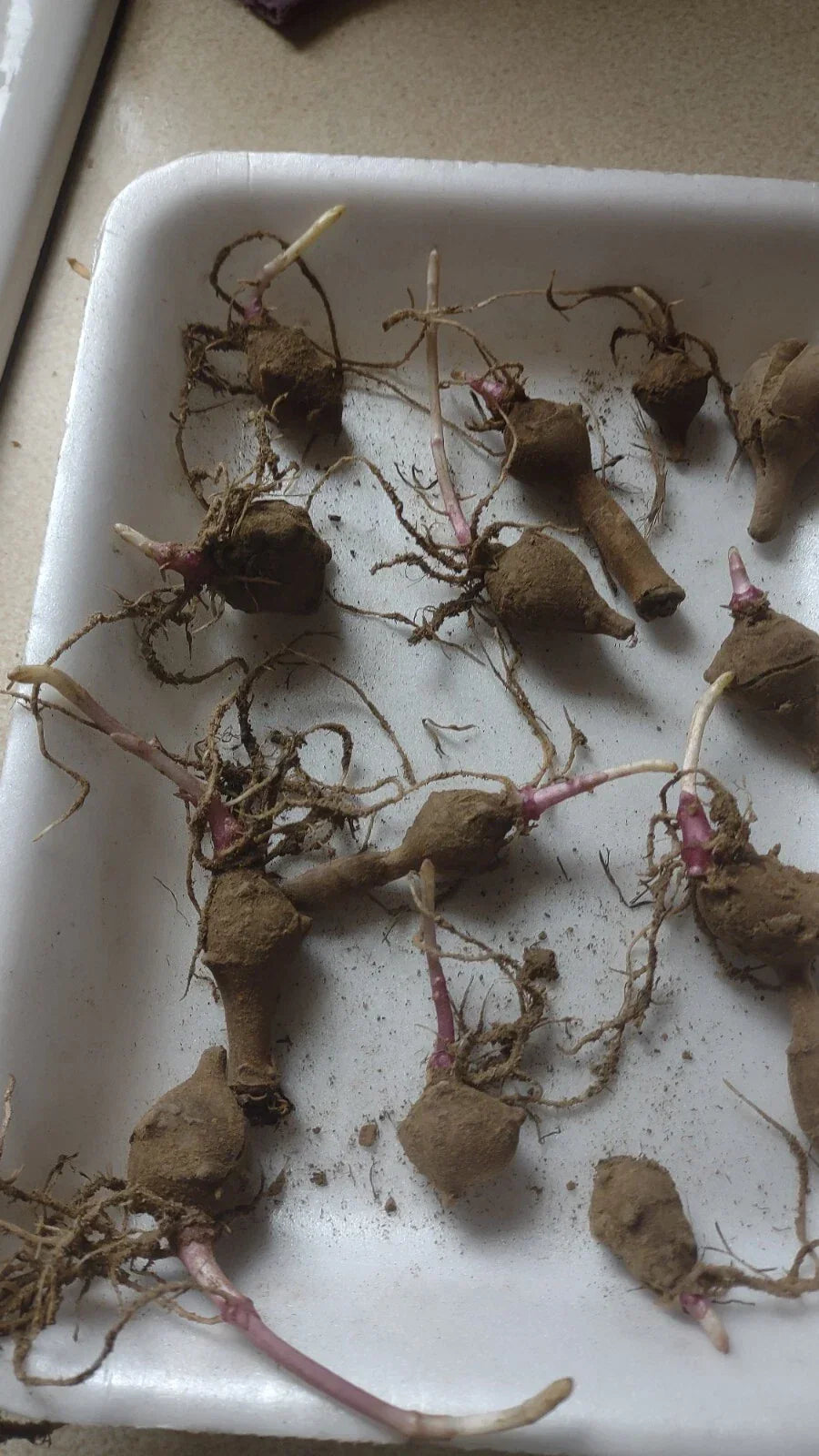 Red Organic Jerusalem Artichoke Tubers - 10 Small for Planting - Helianthus tuberosus - Non-GMO, Easy Care Vegetable