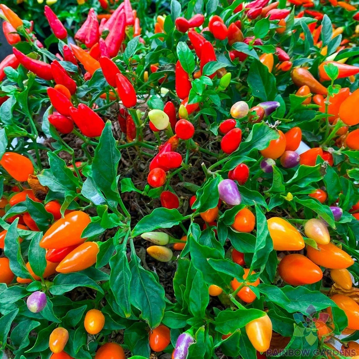 Chinese Ornamental Hot Pepper Seeds - 25+ Non-GMO Capsicum annuum - Colorful Garden Variety - USA - Free Shipping