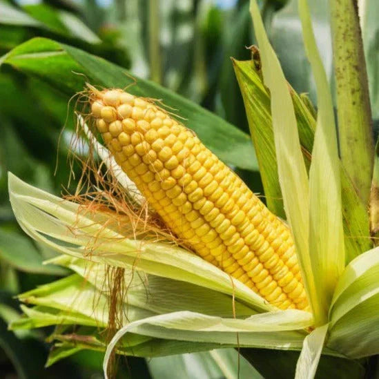 Sweet Corn Seeds - 30+ Count - Sugary Enhanced - Zea mays - Non-GMO - Ideal for 2025 Planting - Backyard Garden Favorite