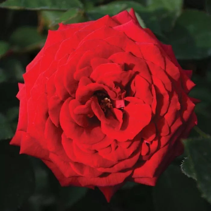Kashmir Rose Cuttings - 4 Live Everbloom Shrub Bush - Rosa 'Kashmir' - Gorgeous Velvety Blooms for Garden or Indoor Use