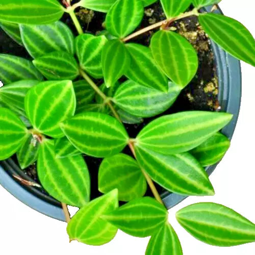 Peperomia Angulata Variegated Cuttings 4" - Funky Frog Houseplant, Pet-Friendly, Beetle Peperomia, Easy Care Indoor Plant